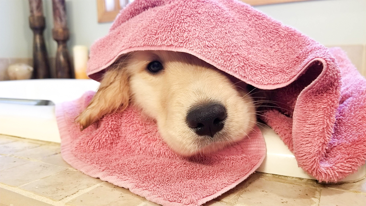 CustomCanines_2021_01